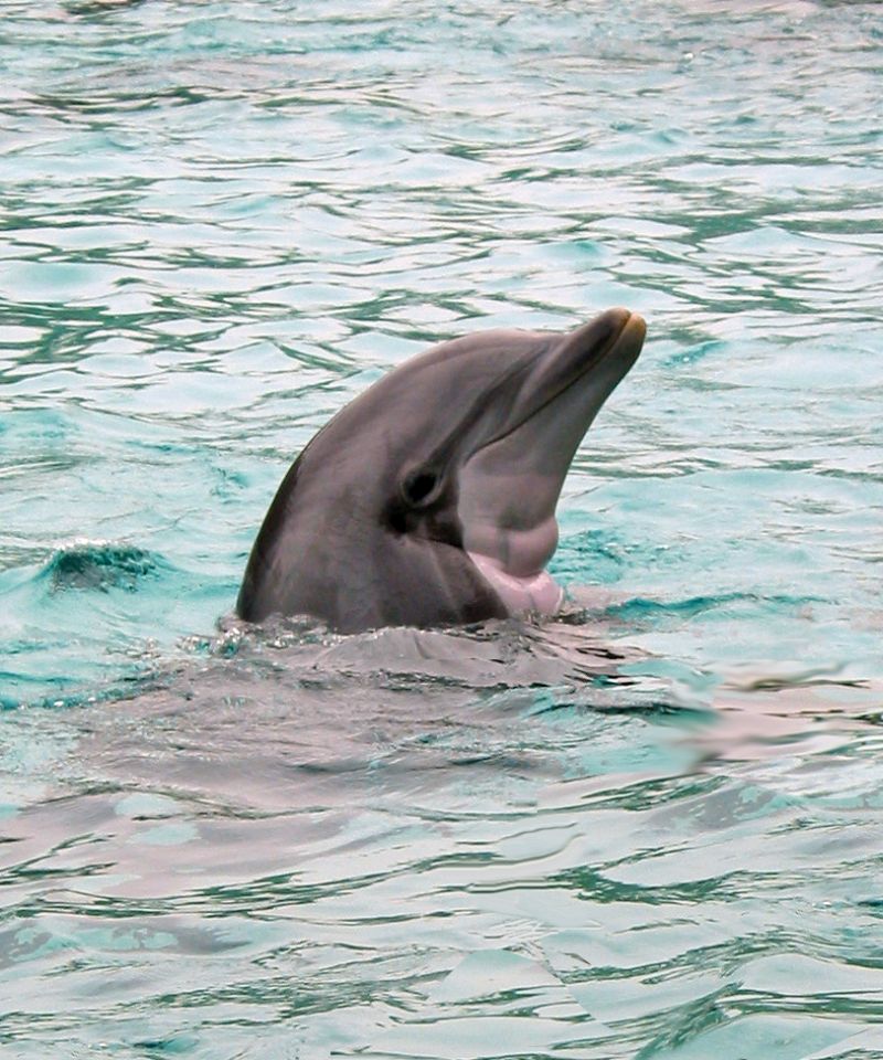 delfinas