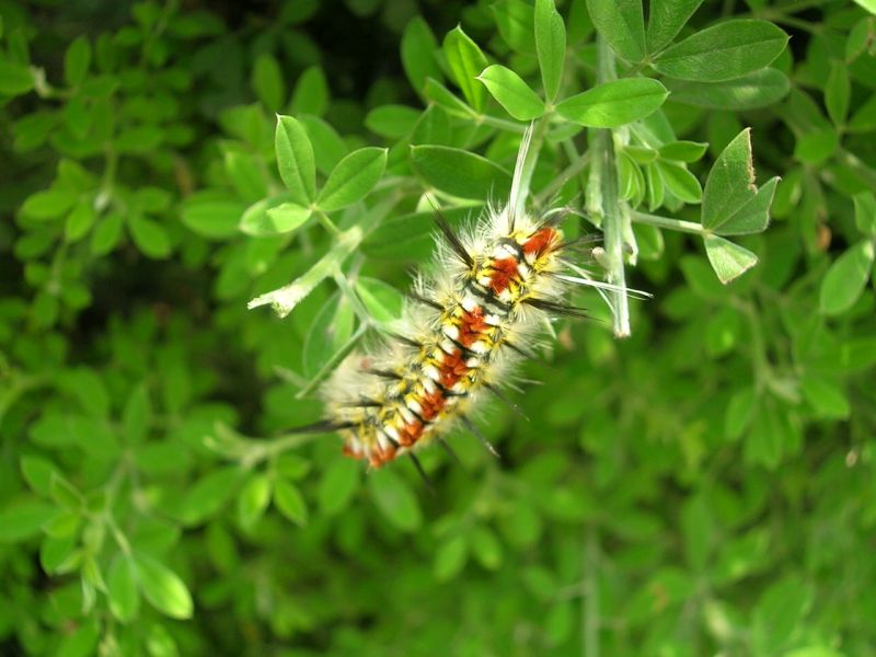 caterpillar