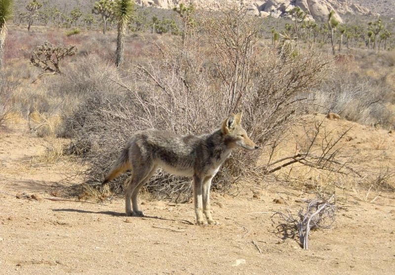 kojotas